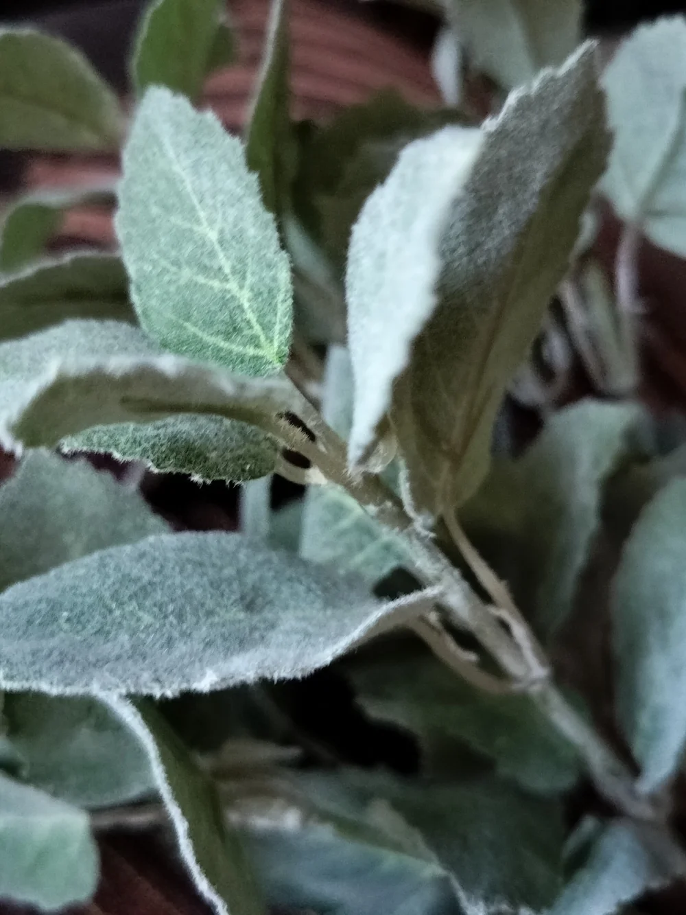 Hobby Lobby Green Faux Lambs Ear Stem